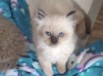 Seal point female - Ragdoll Cat For Sale - Minerva&comma; OH&comma; US