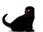 Whole black baby boy scottish fold - Scottish Fold Kitten For Sale - CA&comma; US