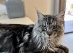 Shadow Pending - Maine Coon Cat For Sale/Retired Breeding - Wisconsin Rapids&comma; WI&comma; US