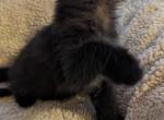 Jasper - Maine Coon Cat For Sale - Staten Island&comma; NY&comma; US