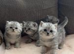 British Shorthair Kittens - British Shorthair Cat For Sale - Philadelphia&comma; PA&comma; US