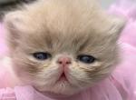 Cream and white Persian boy - Persian Cat For Sale - Clay&comma; PA&comma; US