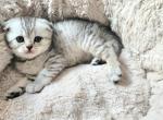 Scottish fold girl - Scottish Fold Cat For Sale - Lincoln&comma; NE&comma; US