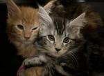 Open reservation for European Main Coon kittens - Maine Coon Cat For Sale - 