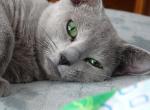 Misha RB boy - Russian Blue Cat For Sale - Bridgewater&comma; NJ&comma; US