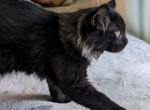 Nyx - Highlander Cat For Sale - IN&comma; US