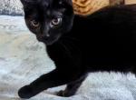 Nura - Highlander Cat For Sale - IN&comma; US