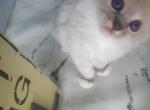 Ragdoll kittens ready to go home now - Ragdoll Cat For Sale - Fort Lauderdale&comma; FL&comma; US