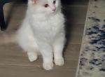 Blue lynx bicolor boy Ollie - Ragdoll Cat For Sale - Fort Lauderdale&comma; FL&comma; US