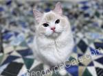 Hermes - Ragdoll Cat For Sale - Tuscaloosa&comma; AL&comma; US
