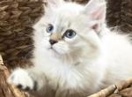 Greyson - Siberian Cat For Sale - North Port&comma; FL&comma; US