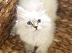 Bella - Siberian Cat For Sale - North Port&comma; FL&comma; US