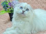 Uslada - Scottish Fold Cat For Sale - Hollywood&comma; FL&comma; US