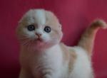 Dalila - Scottish Fold Cat For Sale - Hollywood&comma; FL&comma; US