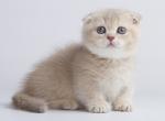 Hanglik Munchkin - Munchkin Cat For Sale - Hollywood&comma; FL&comma; US