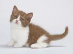 Florizel - Munchkin Cat For Sale - Hollywood&comma; FL&comma; US