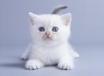 Belarda - British Shorthair Cat For Sale - Hollywood&comma; FL&comma; US