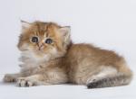 Bovik - British Shorthair Cat For Sale - Hollywood&comma; FL&comma; US