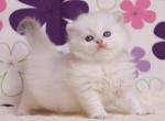 Matador - British Shorthair Cat For Sale - Miami&comma; FL&comma; US