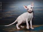Ippolit - Sphynx Cat For Sale - Pembroke Pines&comma; FL&comma; US