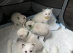 Ragdoll WaitList Queen Khalessi King Oscar - Ragdoll Cat For Sale - Hudson&comma; OH&comma; US