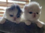 Lola Litter - Persian Cat For Sale - Clewiston&comma; FL&comma; US