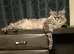 European Maine Coon Kittens - Maine Coon Cat For Sale - Waynesboro&comma; PA&comma; US
