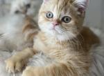 Red tabby boy - Scottish Straight Cat For Sale - Sun City Center&comma; FL&comma; US