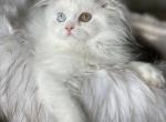 ODD eyed baby boy - Scottish Straight Cat For Sale - Sun City Center&comma; FL&comma; US