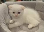 Scottish Fold Bubble - Scottish Fold Cat For Sale - Houston&comma; TX&comma; US