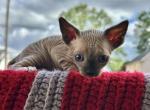 Sphynx Sphinx gray USA - Sphynx Kitten For Sale - New Castle&comma; PA&comma; US