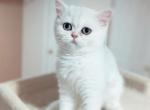 Silver British shorthaired female kitten - British Shorthair Cat For Sale - Thornton&comma; CO&comma; US