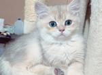 Blue golden British shorthaired male kitten - British Shorthair Cat For Sale - Thornton&comma; CO&comma; US