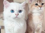 Blue eyed white British shorthaired male kitten - British Shorthair Cat For Sale - Thornton&comma; CO&comma; US