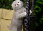 Lilu - Scottish Fold Cat For Sale - Hollywood&comma; FL&comma; US