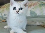 Mozart - British Shorthair Cat For Sale - Hollywood&comma; FL&comma; US
