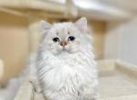British long haired female kitten - British Shorthair Cat For Sale - Thornton&comma; CO&comma; US