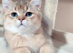 Golden British shorthaired male kitten - British Shorthair Cat For Sale - Thornton&comma; CO&comma; US