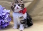 Olivia - Scottish Fold Cat For Sale - North Richland Hills&comma; TX&comma; US
