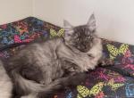 Mishka - Siberian Cat For Sale - Melbourne&comma; FL&comma; US
