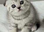 Scottish fold girl - Scottish Fold Cat For Sale - Lincoln&comma; NE&comma; US