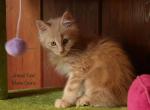 Xing - Maine Coon Cat For Sale - Santa Maria&comma; CA&comma; US
