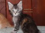 Zephyr - Maine Coon Cat For Sale - Santa Maria&comma; CA&comma; US
