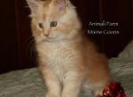 Zeus - Maine Coon Cat For Sale - Santa Maria&comma; CA&comma; US