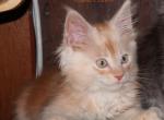 Ziggy - Maine Coon Cat For Sale - Santa Maria&comma; CA&comma; US