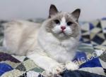 Quebec - Ragdoll Cat For Sale - Tuscaloosa&comma; AL&comma; US