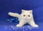 Umma - Exotic Cat For Sale - Yucca Valley&comma; CA&comma; US