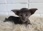 Mily - Oriental Cat For Sale - Pembroke Pines&comma; FL&comma; US
