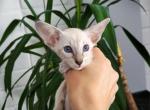 May - Oriental Cat For Sale - Pembroke Pines&comma; FL&comma; US