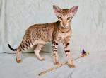 Kasinda - Oriental Cat For Sale - Pembroke Pines&comma; FL&comma; US